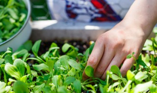 鸡毛菜冬天发芽技巧（鸡毛菜冬天发芽技巧图解）