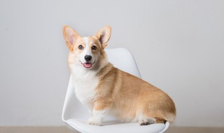 喂狗吃什么毛发好（喂狗吃什么毛发好点）