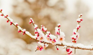 踏雪寻梅的意思是 踏雪寻梅的意思是闻香寻梅