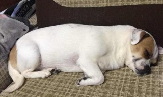 狗子吃什么增肥 狗子吃什么增肥效果最好