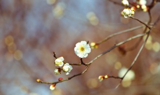 咬春是什么意思 汆肉是什么意思