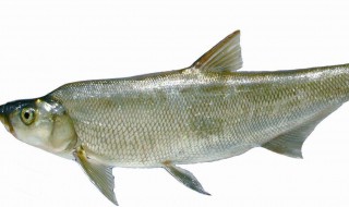 吃翘嘴鱼有什么禁忌 吃翘嘴鱼有什么禁忌嘛