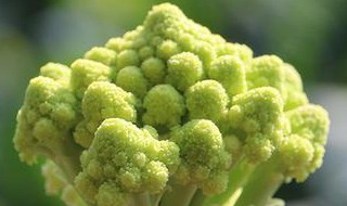 宝塔菜花的功效与作用禁忌（宝塔菜花的营养价值及功效）