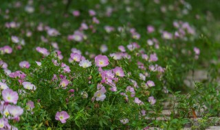 月见草副作用和禁忌 见月草有什么副作用