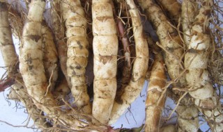 地参的副作用与禁忌 地参的副作用有哪些