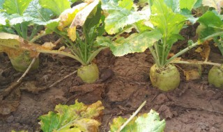 芥菜头的做法（芥菜辣丝的做法）