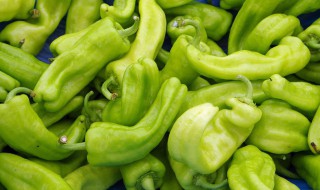 家常酿青椒做法窍门 家常酿青椒做法窍门是什么