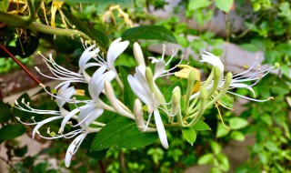 金银花泡脚有什么好处 金银花泡脚有什么好处和功效