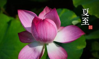 夏至节气菜吃什么（夏至节气吃什么蔬菜）