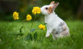 四川凉拌兔子肉的做法（四川凉拌兔子肉的做法视频）