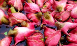 菱角要煮多长时间熟 菱角要煮多长时间熟透