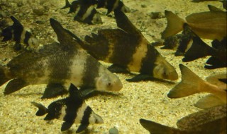 胭脂鱼吃什么鱼粮（胭脂鱼吃什么鱼食）