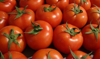 西红柿霜冻后怎么补救 西红柿如何防霜冻