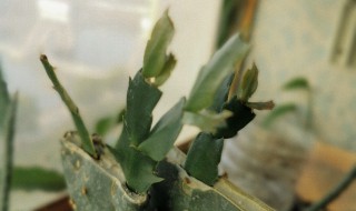 仙人掌嫁接蟹爪兰的养殖方法冬季（仙人掌嫁接蟹爪兰的养殖方法和注意事项）