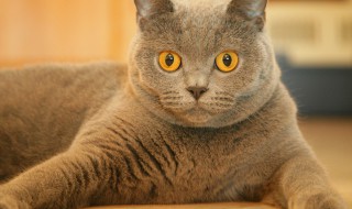 消除猫尿骚味的方法（去除猫尿骚味的方法）