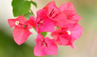 老桩三角梅水扦插方法 老桩三角梅水扦插方法视频