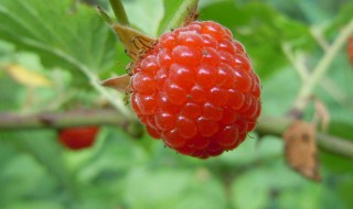 山莓和覆盆子的区别（山莓和覆盆子的区别有哪些?）