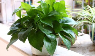 绿萝缠绕正确方法 绿萝的缠绕方法