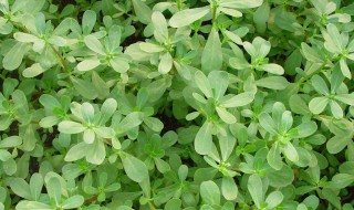 马蜂菜的几种做法?（马蜂菜的几种做法大全）