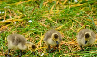 小鹅正确饲养方法 小鹅正确饲养方法图片