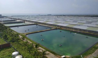 冬天北方捕捉河虾的方法 冬天北方捕捉河虾的方法有哪些