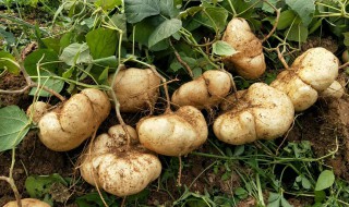 凉薯的营养价值（凉薯营养）