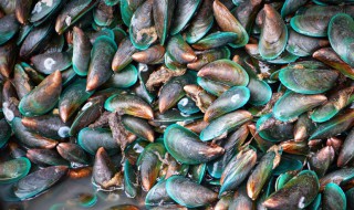 河鲜有哪些(河鲜有哪些品种)