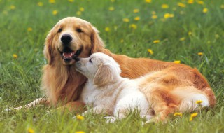 老年狗的饲养方法（老年狗的喂养方法）