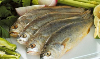 钓黄花鱼绝密技巧 钓黄花鱼绝密技巧图解