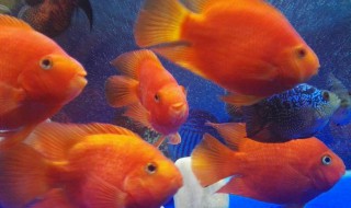 怎么挑选血鹦鹉鱼（血鹦鹉搭配什么鱼）