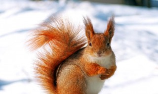 怎么挑选雪地松鼠（雪地松鼠介绍）