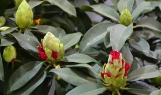 高山杜鹃的养殖方法和注意事项（高山杜鹃的养殖方法和注意事项有哪些）