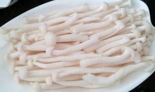 怎么挑选蟹味菇 怎么挑选蟹味菇好坏