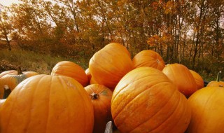 怎么挑选粉南瓜（粉的南瓜怎么挑）