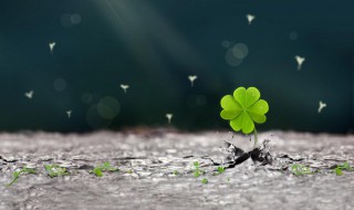 怎么做四叶草创意书签（四叶草的书签怎么做）