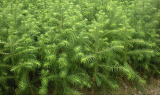 怎么做杉树苗 怎么做杉树苗手工