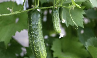 刺瓜种植方法 刺瓜怎么种植方法