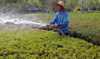 绿化草坪浇水方法 草坪如何浇水