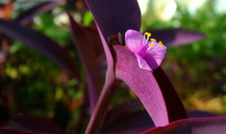 墨紫兰的养殖方法（紫叶兰怎么养殖）