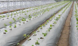 地膜蔬菜的种植方法(地膜蔬菜的种植方法图片)