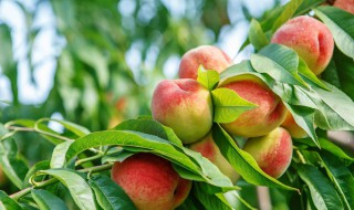 桃树落果防治方法（桃树落果防治方法有哪些）