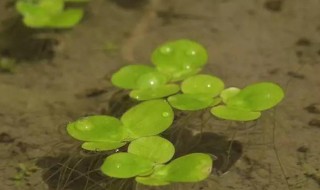 浮萍种植方法是什么 浮萍种植方法是什么