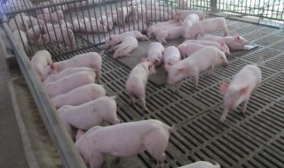 甜高粱喂猪的最佳方法（甜高粱喂猪的最佳方法视频）