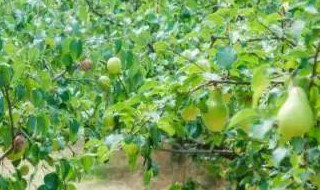 梨果树农药使用的方法 梨果树农药使用的方法有哪些