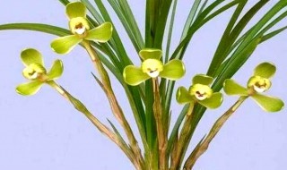 阳台养兰心得栽培技巧 阳台养兰心得栽培技巧和方法