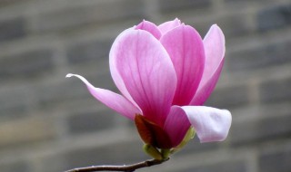 种玉兰花的技巧（种玉兰花的技巧和方法）