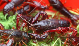 龙虾冬天养殖方法 龙虾冬天养殖方法和技巧