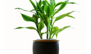 家里种的富贵竹开花什么意思（家里种的富贵竹开花什么意思呀）