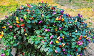 辣椒树掉叶子怎么解决 辣椒树落叶怎么办