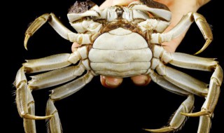 醉大闸蟹的做法（醉大闸蟹的做法视频）